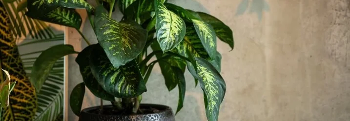 Grünpflanze im Topf